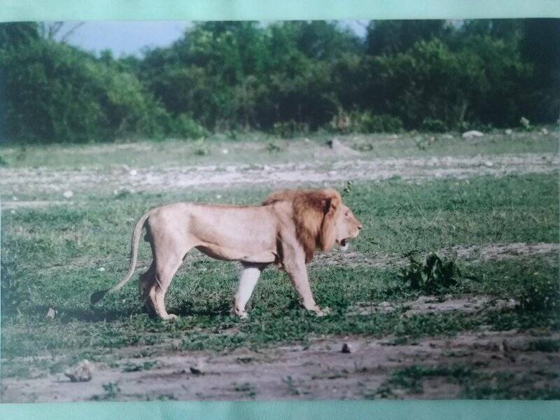 Изобразительный фотоматериал «Лев - царь зверей»
