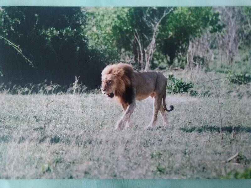 Изобразительный фотоматериал «Сенегальский лев»