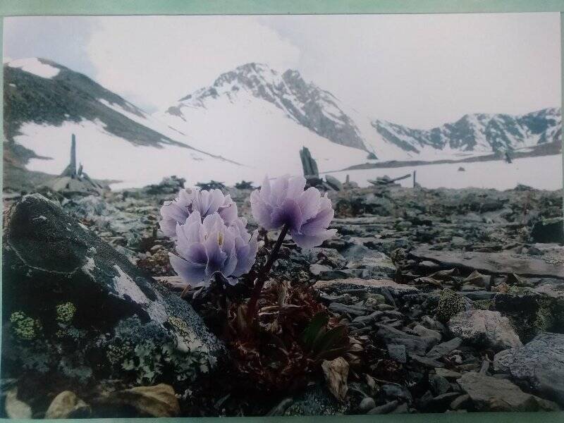 Изобразительный фотоматериал «Цветы на вершине гор»
