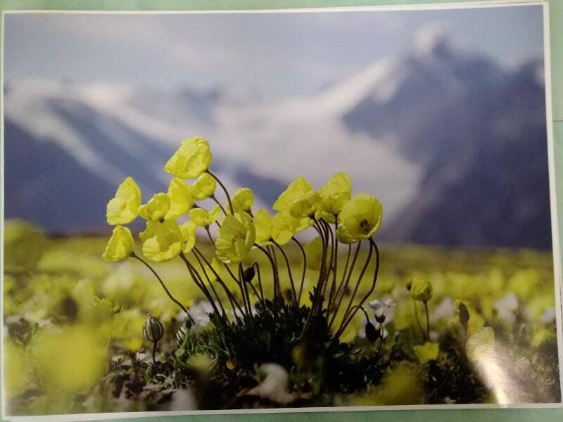 Изобразительный фотоматериал «Алтайские жёлтые маки»