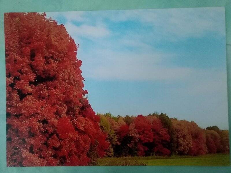 Изобразительный фотоматериал «Багровая осень»
