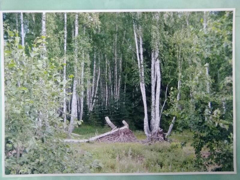 Изобразительный фотоматериал «Берёзовый лес»
