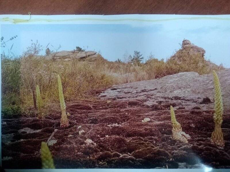 Изобразительный фотоматериал «Алтайский мох»
