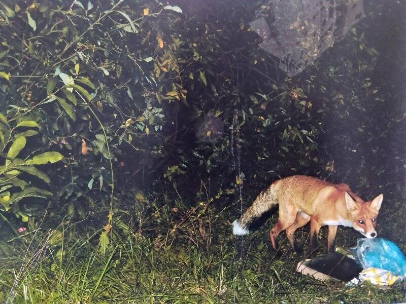 Изобразительный фотоматериал «Лиса ищет еду»