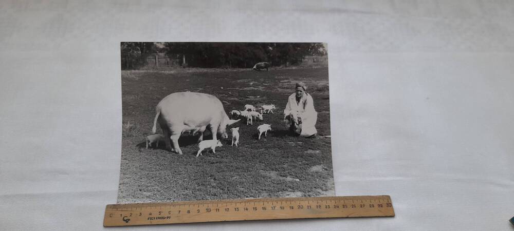 Фотография черно-белая сюжетная Свинарка фермы выгуливает свиноматку  с молодняком