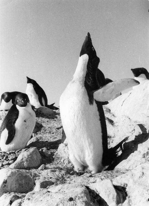 Фотография. Пингвины Адели. Из комплекта «Первая комплексная антарктическая экспедиция (КАЭ) АН СССР».