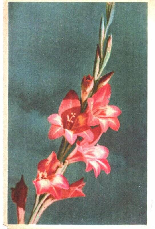 Открытка почтовая. Цветное фото А.Скороспелова «Гладиолус», 1964г.