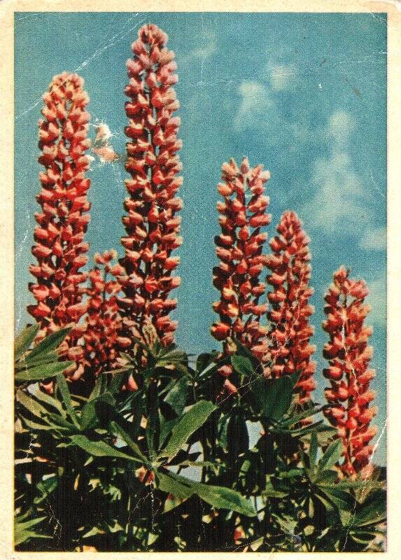 Открытка почтовая. Фото Я.Гайлитис «Люпин многоцветковый», 1964г.