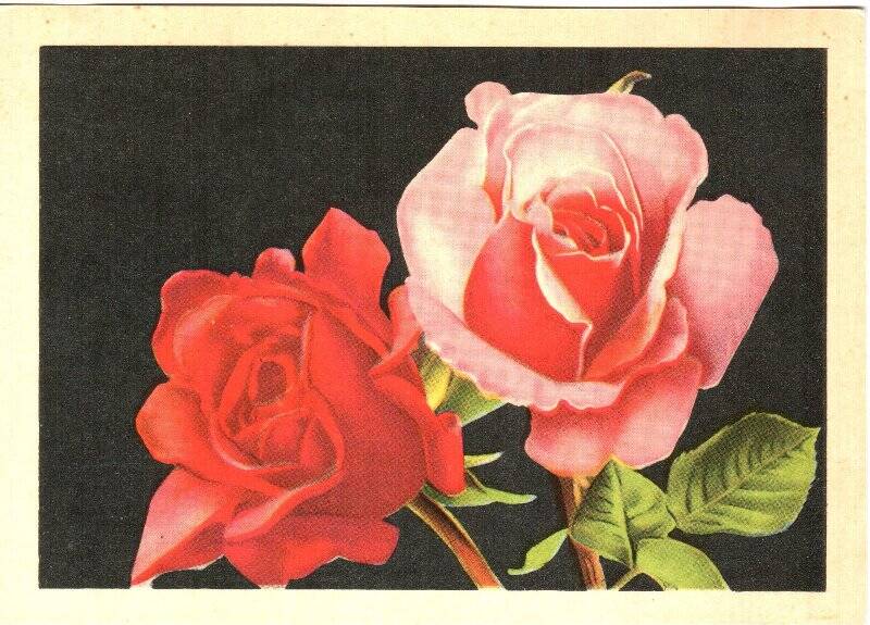 Открытка почтовая «Розы», 1969г.
