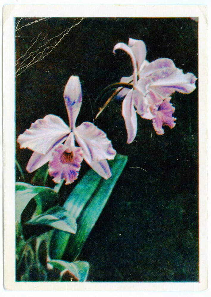 Открытка. Орхидея. Из коллекции открыток Цветаевой Валерии Ивановны.