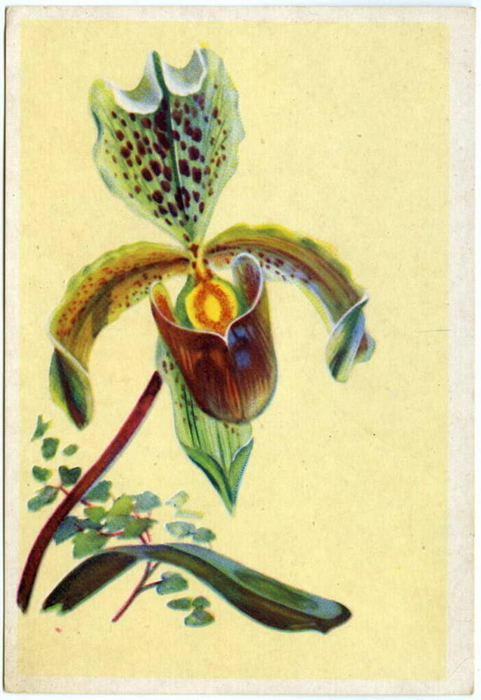 Открытка. И.Чарнэцка. Орхидея. Из коллекции открыток Цветаевой Валерии Ивановны.