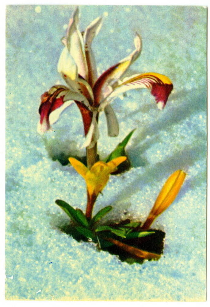 Открытка. Альпийский цветок. Из коллекции открыток Цветаевой Валерии Ивановны.