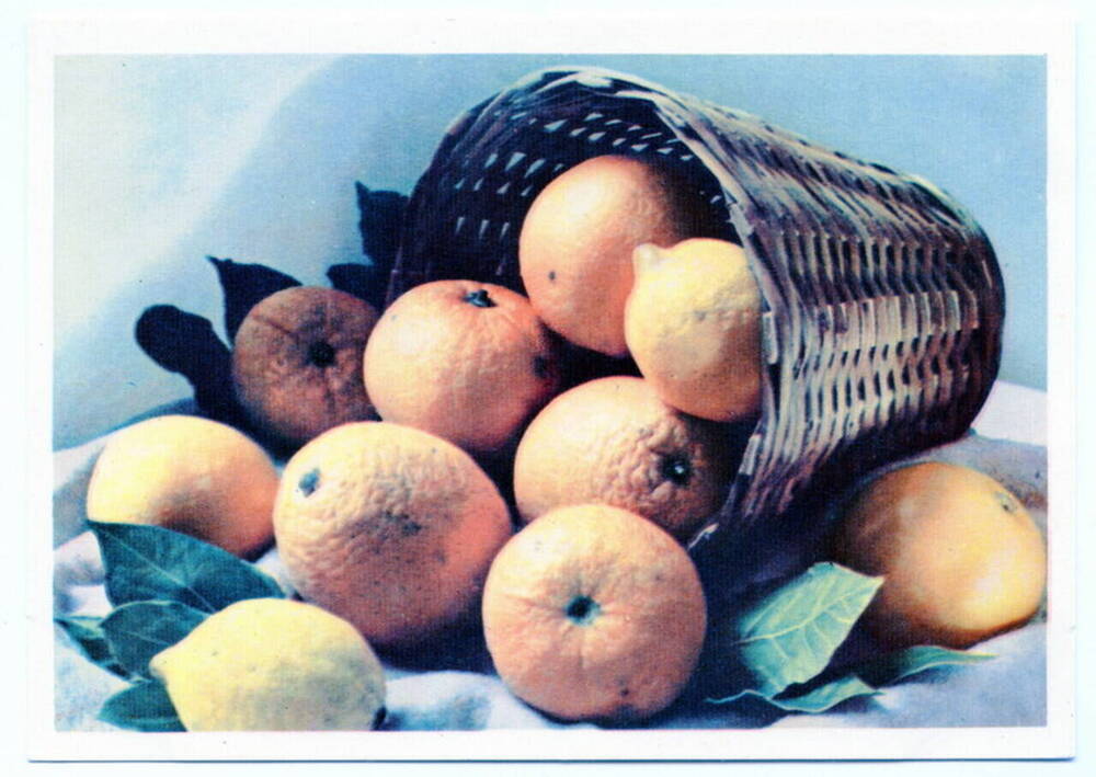 Открытка. Апельсины и лимоны. Из коллекции открыток Цветаевой Валерии Ивановны.