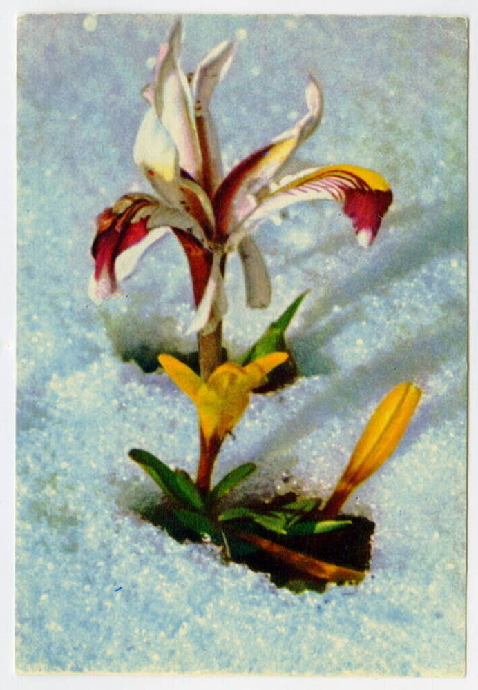 Открытка. Альпийский цветок. Из коллекции открыток Цветаевой Валерии Ивановны.