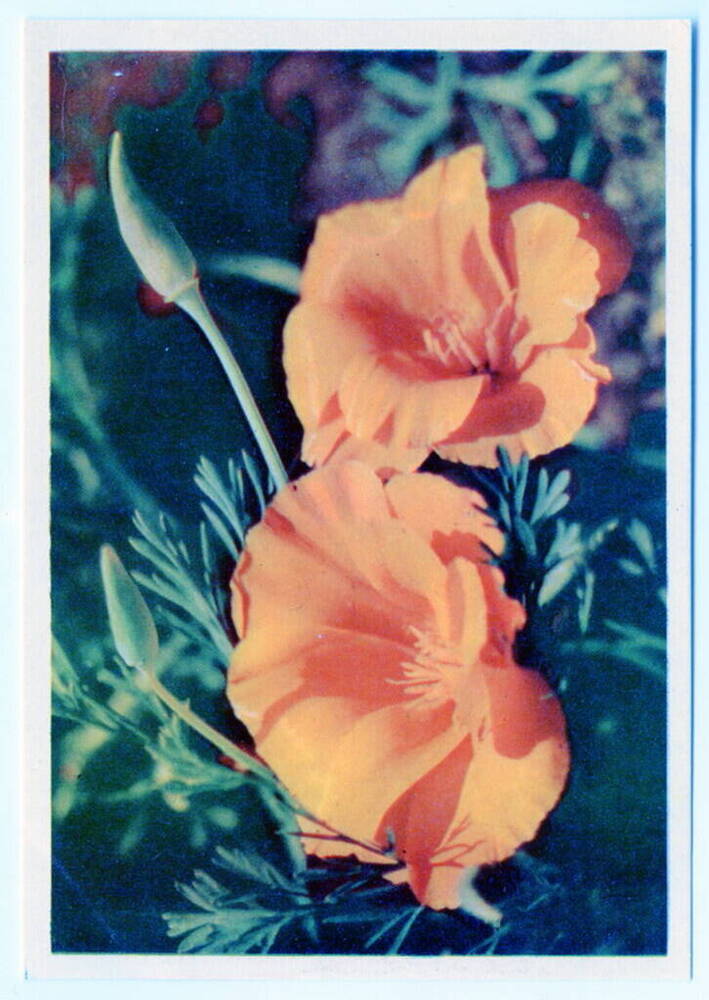Открытка. Желтые цветы. Из коллекции открыток Цветаевой Валерии Ивановны.