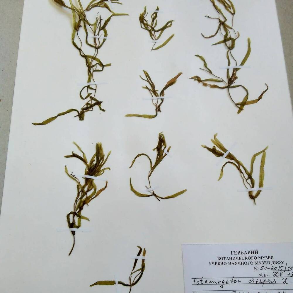 гербарий Рдест курчавый (Potamogeton crispus)
