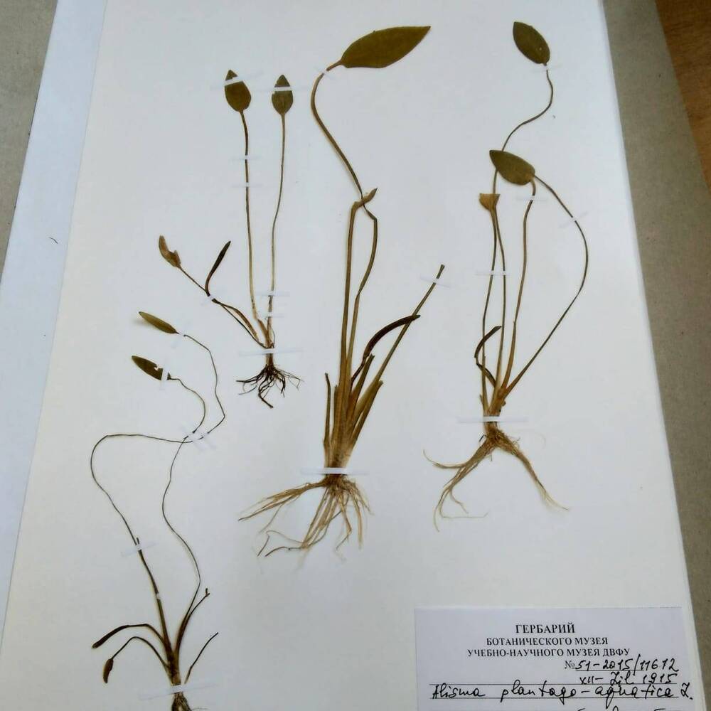 гербарий Частуха подорожниковая (Alisma plantago-aquatica)