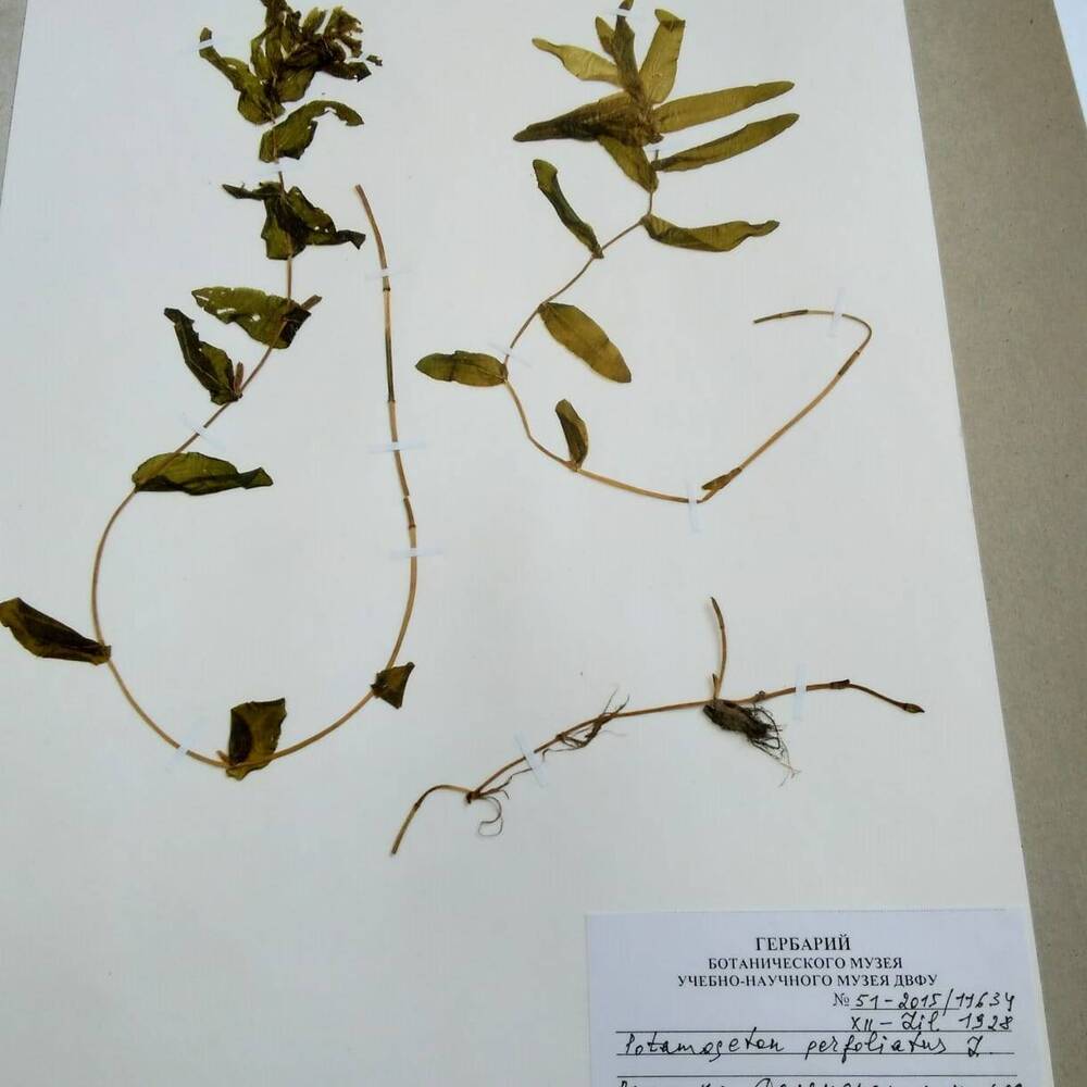 гербарий Рдест пронзённолистный (Potamogeton perfoliatus)