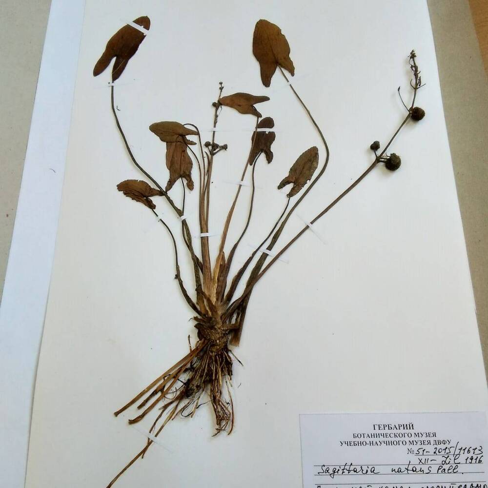 гербарий Стрелолист плавающий (Sagittaria natans)
