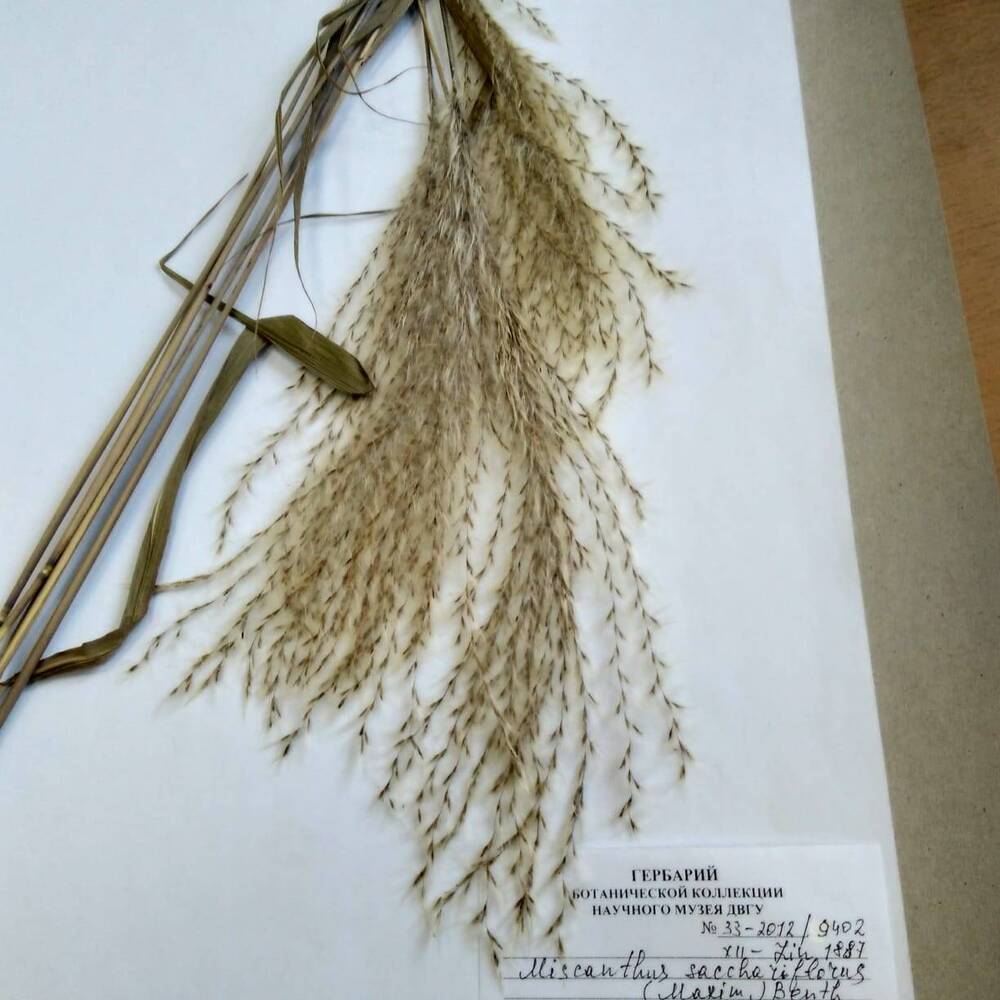гербарий Веероцветник сахароцветковый  (Miscanthus sacchariflorus)