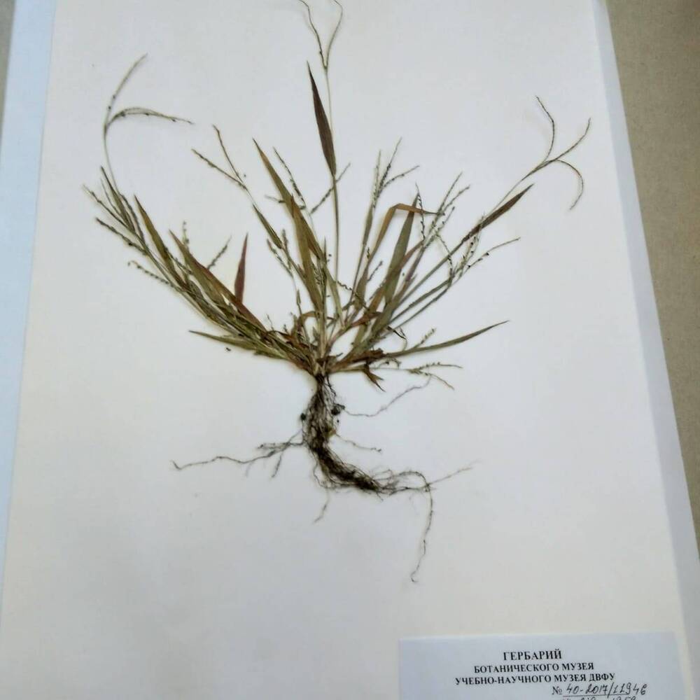 гербарий Росичка реснитчатая (Digitaria ciliaris)