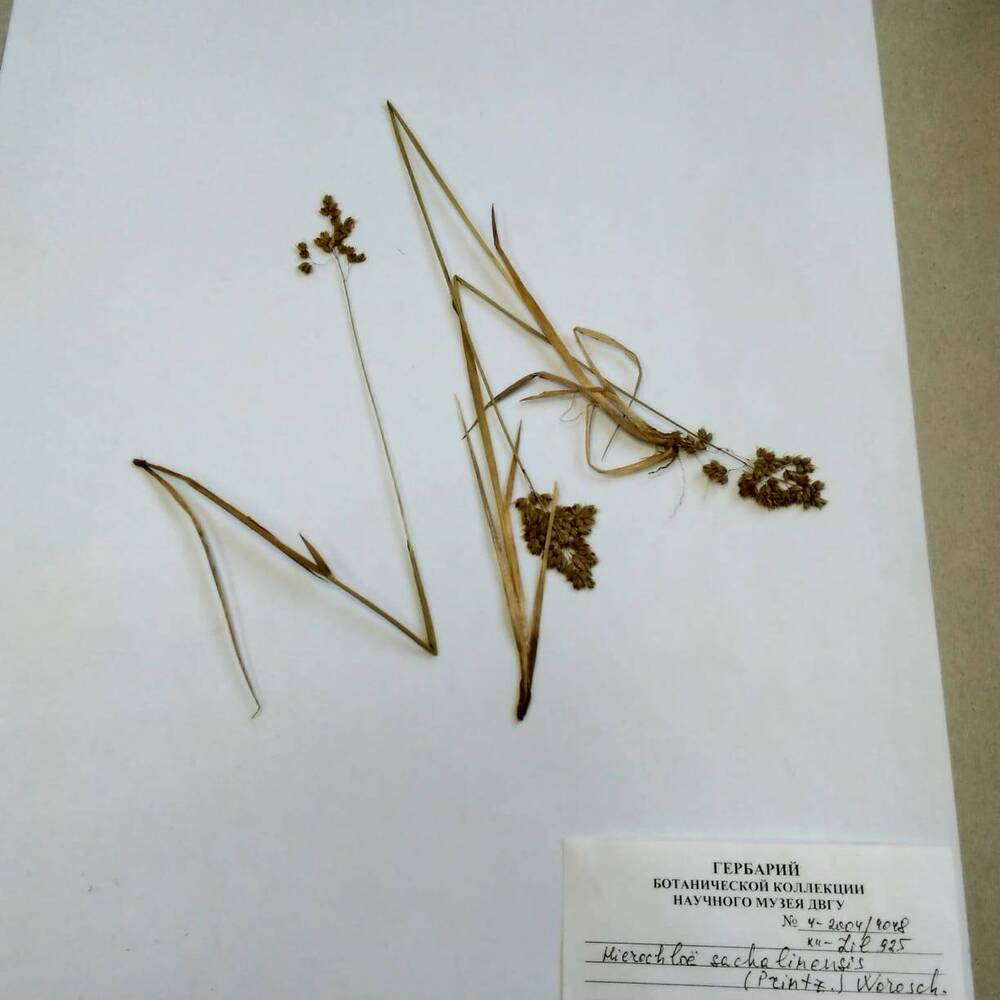 гербарий Зубровка сахалинская (Hierochloe sachalinensis)