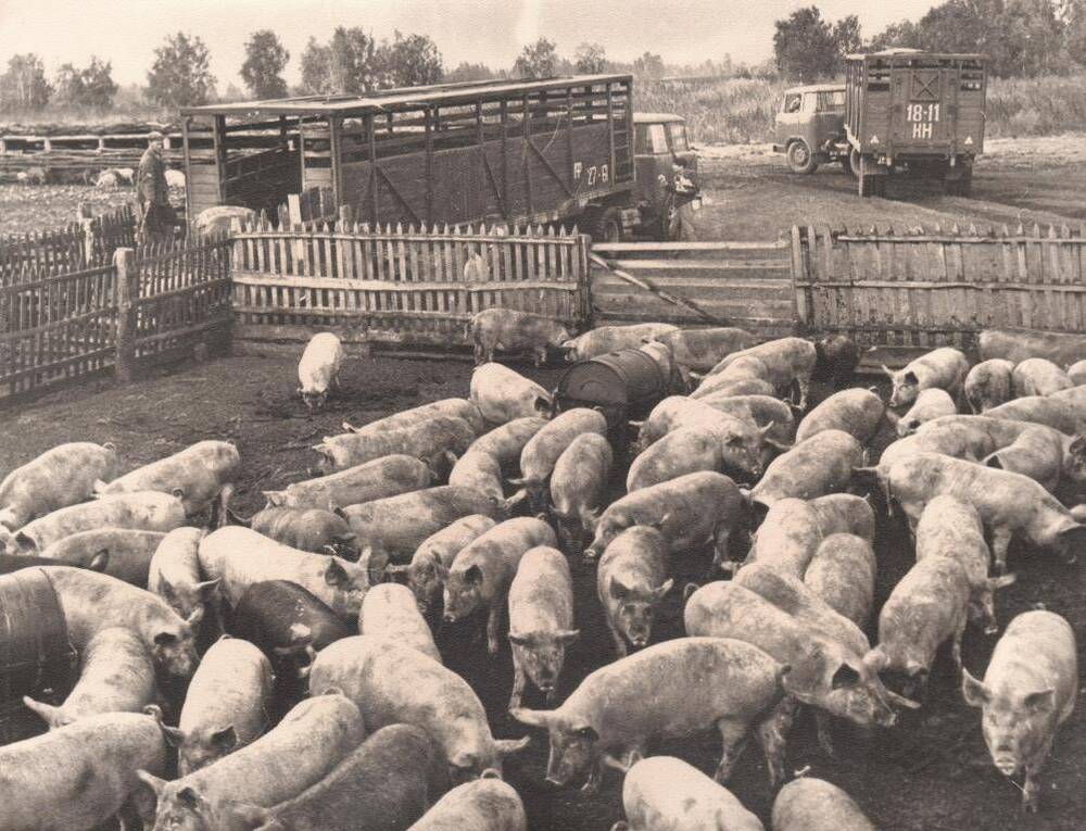 Фото. Погрузка свиней в машины для отправки на заготовительные пункты в совхозе Красная звезда Шадринского района Курганской области.
