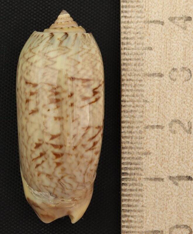 Раковина морского моллюска. Олива карибская. Oliva (Cariboliva) scripta Lamarck, J.B.P.A. de, 1811