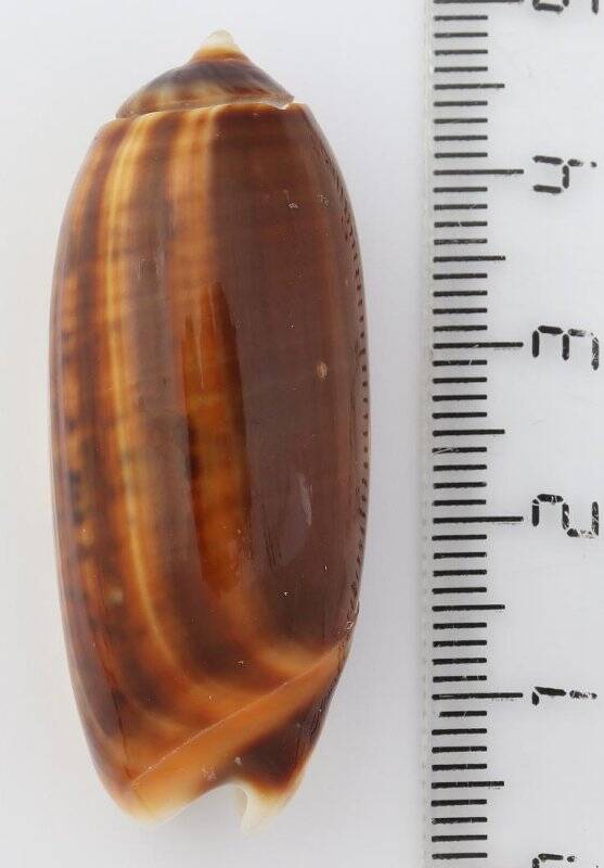 Раковина морского моллюска. Олива тремулина форма олива тремулина тереброза. Oliva (Miniaceoliva) tremulina tenebrosa (var.) Marrat, F.P., 1870