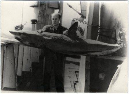 Фотография. Фото сюжетное. А.И. Флеров на китобойной базе с акулой. 1971 г.