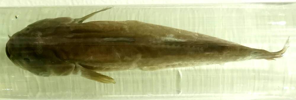 Рыба. Четырехглазый бострихус (Bostrychus sinensis)