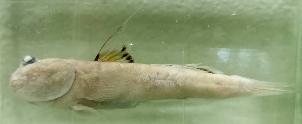 Рыба. Илистый прыгун (Periophthalmus barbarus koelreuteri)