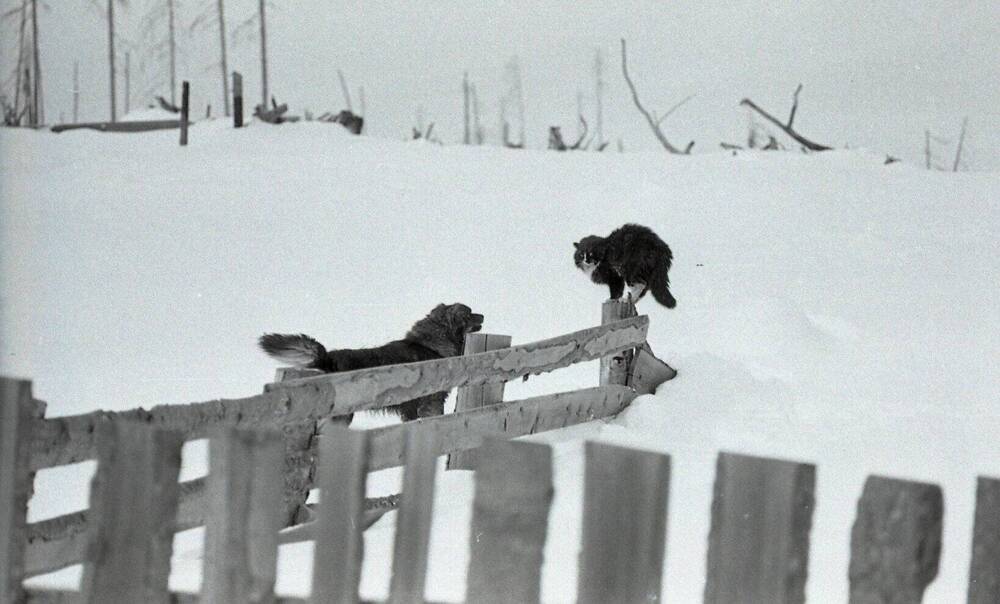 Коллекция негативов Николаевский район 1950-1980-е годы. Кошка с собакой
