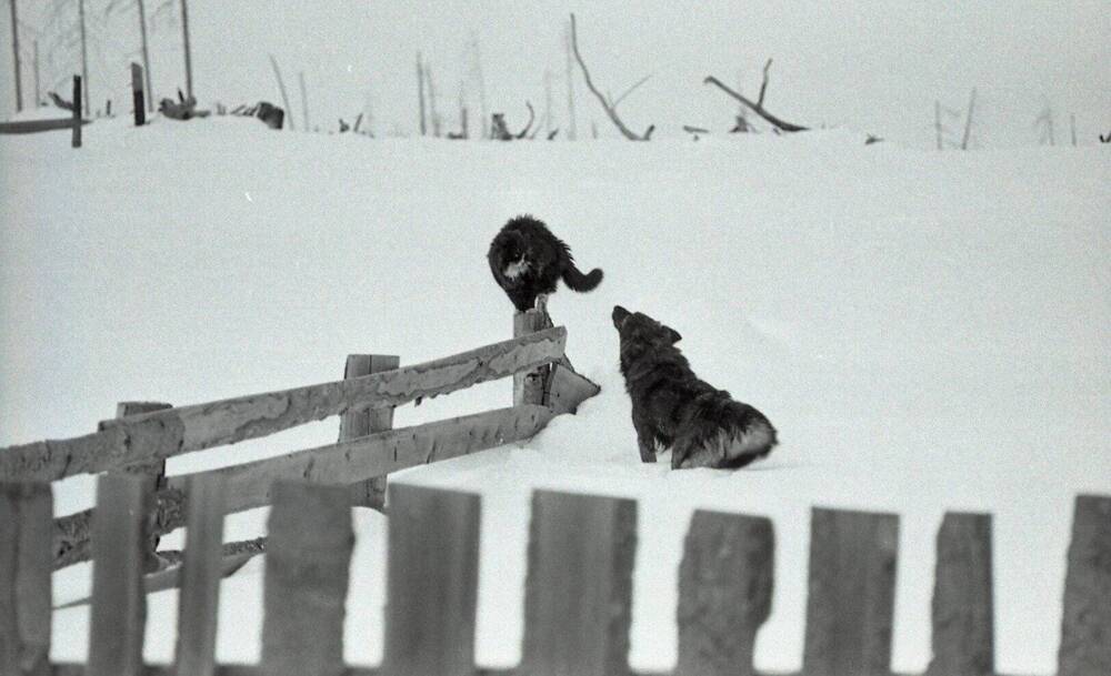 Коллекция негативов Николаевский район 1950-1980-е годы. Кошка с собакой