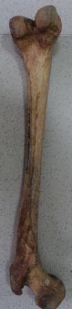 Бедренная кость, фрагмент нижней конечности человека, Погребение, №1 в х. Овчинникове, сборы, 2005г.