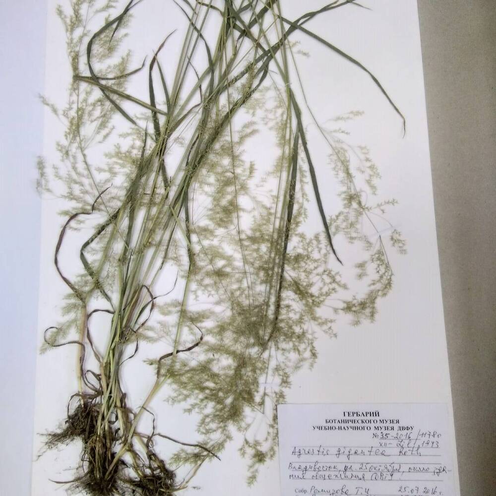 гербарий Полевица гигантская (Agrostis gigantea)