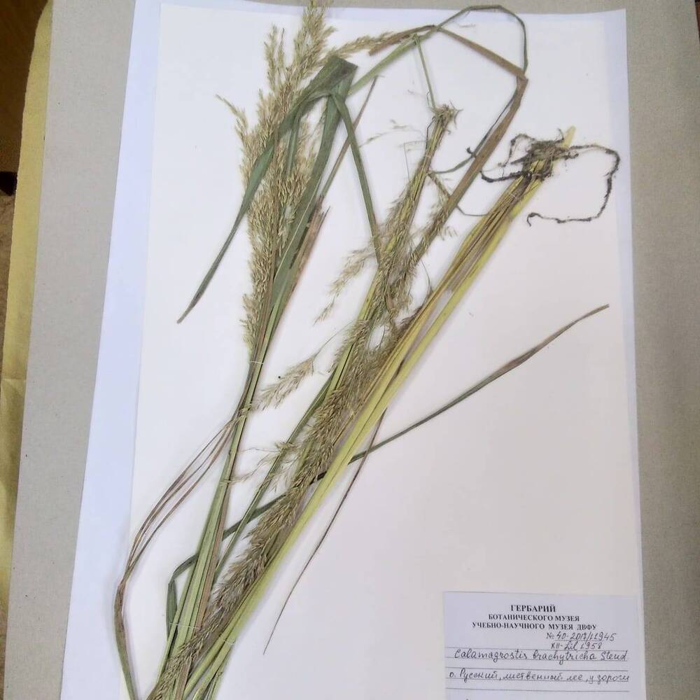 гербарий Вейник коротковолосистый (Calamagrostis brachytriha)