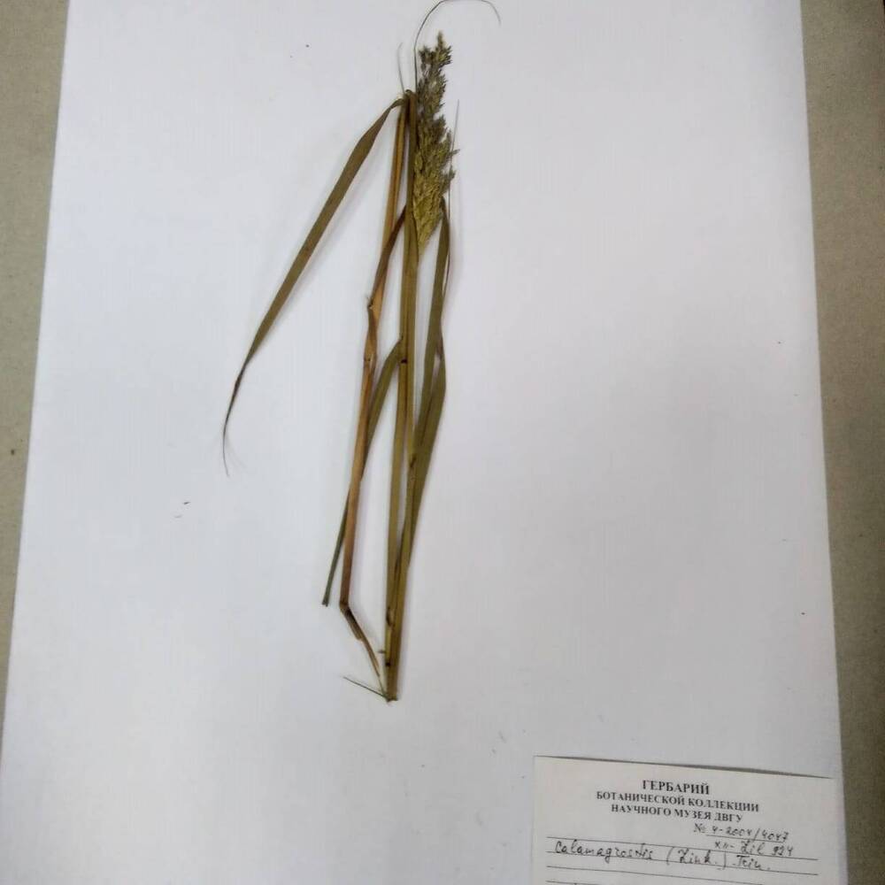 гербарий Вейник (Calamagrostis)