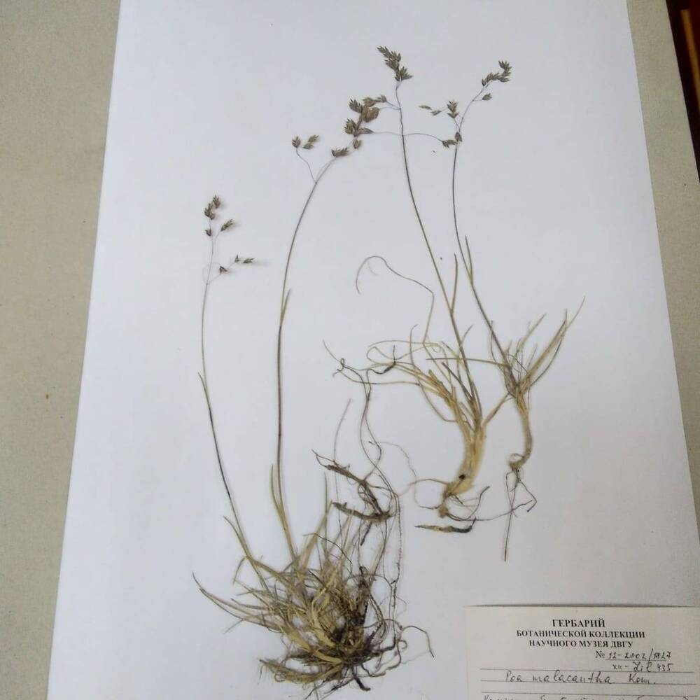 гербарий Мятлик мягкоцветковый (Poa malacantha)