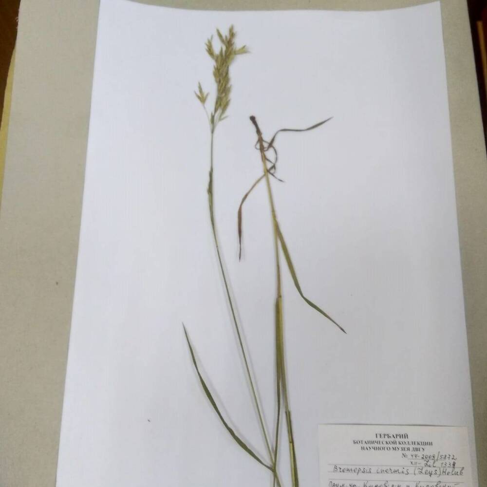гербарий Костёр безостый (Bromopsis inermis)