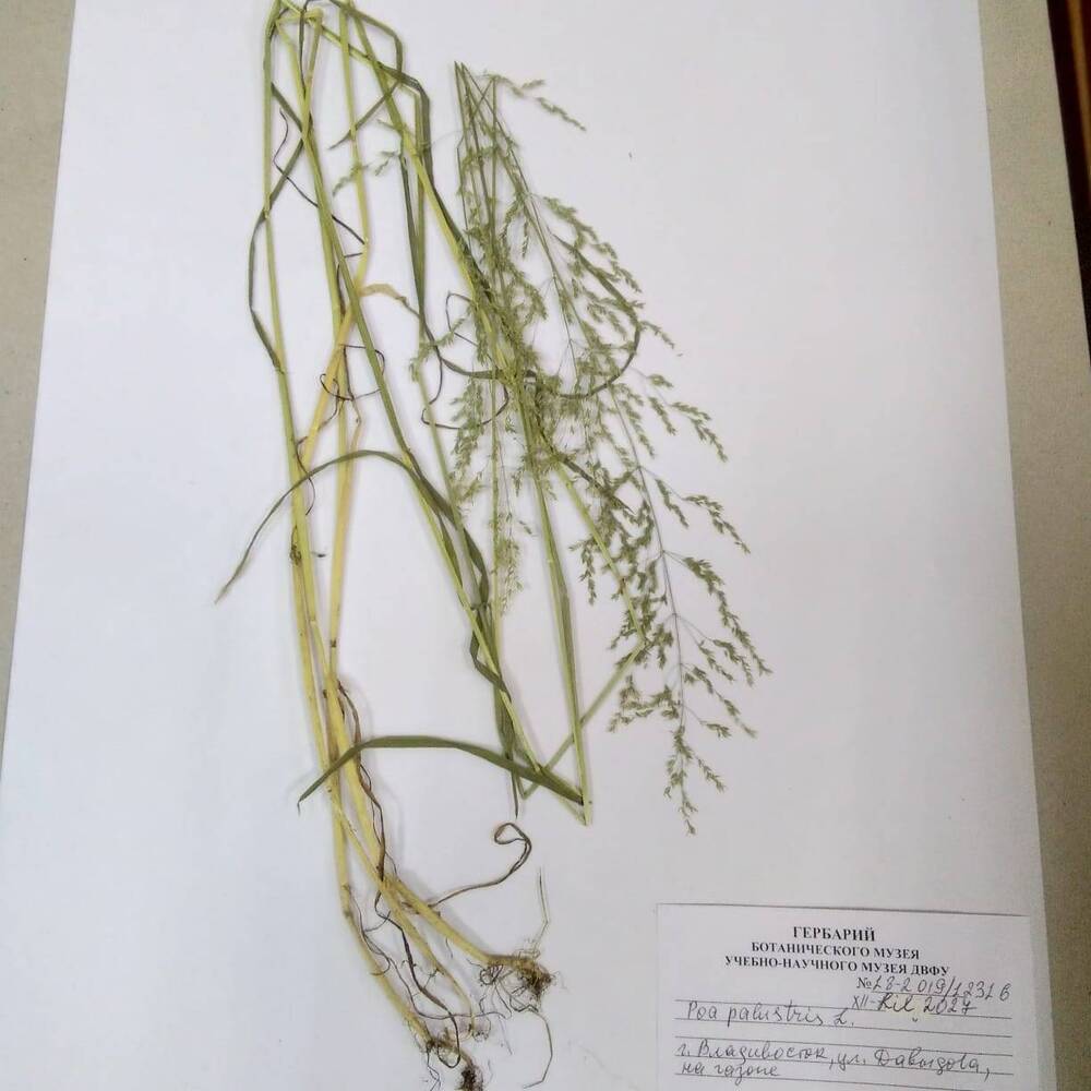 гербарий Мятлик болотный (Poa palustris)