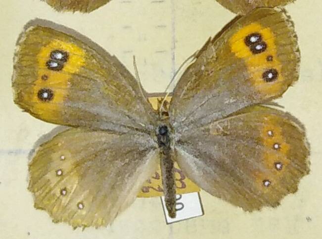 Erebia aethiops (чернушка эфиопка). Телеги - бабочки, коллекция собранная в р-не Теберды и Архыза в течение многих лет, коллекция приобретена у Скиды Н. В.