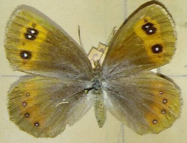 Erebia aethiops (чернушка эфиопка). Телеги - бабочки, коллекция собранная в р-не Теберды и Архыза в течение многих лет, коллекция приобретена у Скиды Н. В.