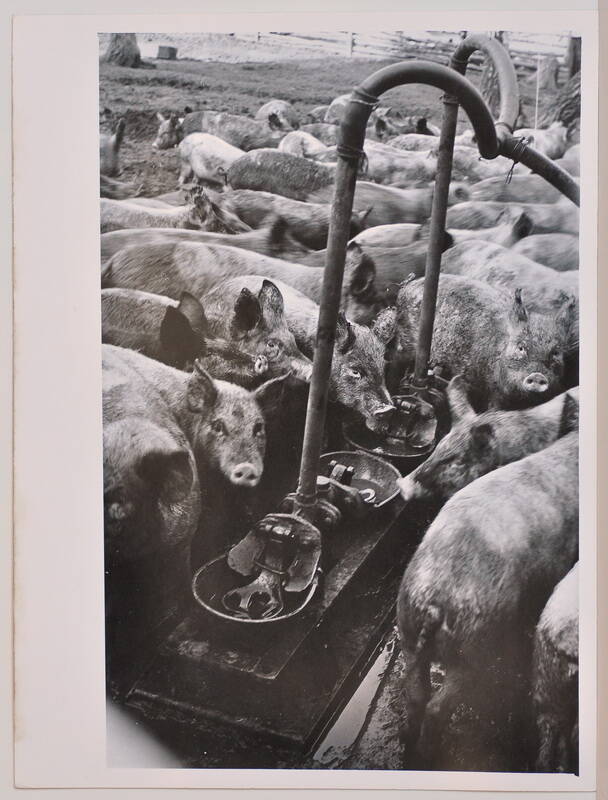 Фото. Летнее содержание свиней в совхозе Красная звезда Шадринского района Курганской области.