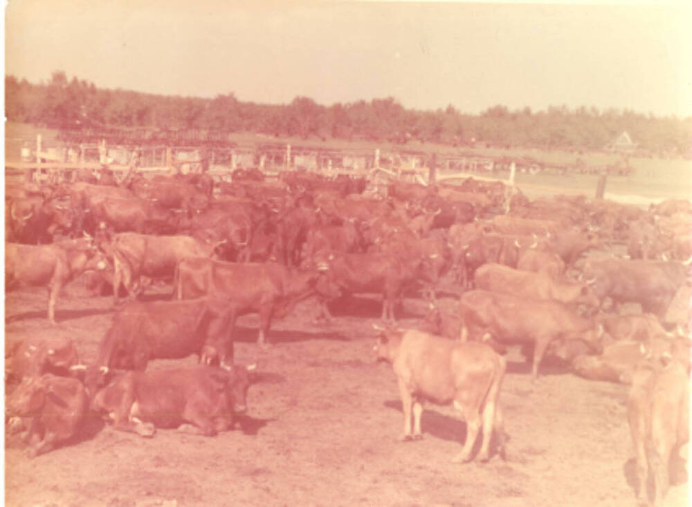 Фото: Молочное чистопородное стадо совхоза имени Гагарина Оренбургского района. 1986 год