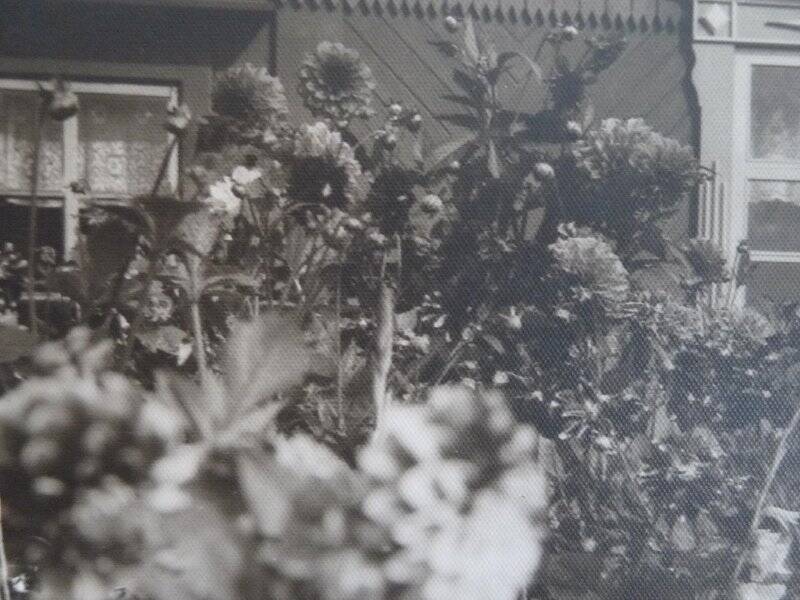 Фотография. Приусадебный участок Луценко - цветы. Лето, 1964г.