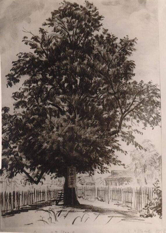 Фотография. Рисунок Звенигород. Липа (большое дерево с раскидистыми ветвями), под которой А.П. Чехов любил отдыхать.