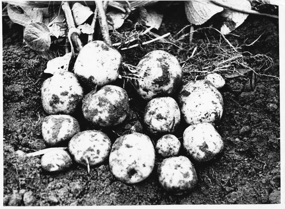 Фотография видовая. Гнездо картофеля сорта «Полярный (88-11)». Курейский опорный пункт.