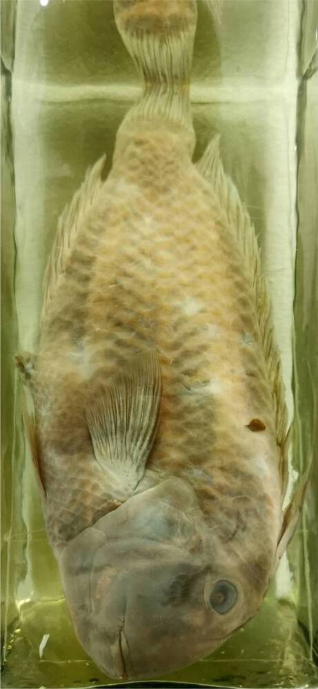 Рыба. (Choerodon anchorago)