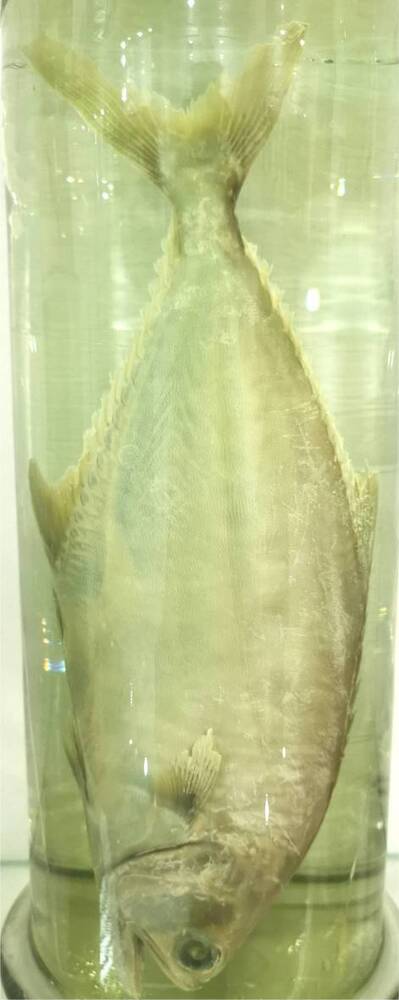 Рыба. Хоринем-лисан (Chorinemus lysan)